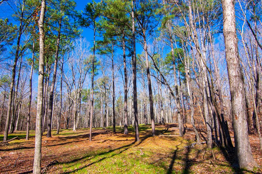 1 A Milner Road Shiloh, GA 31826 - Photo 8 of 39 Gallery Image 8