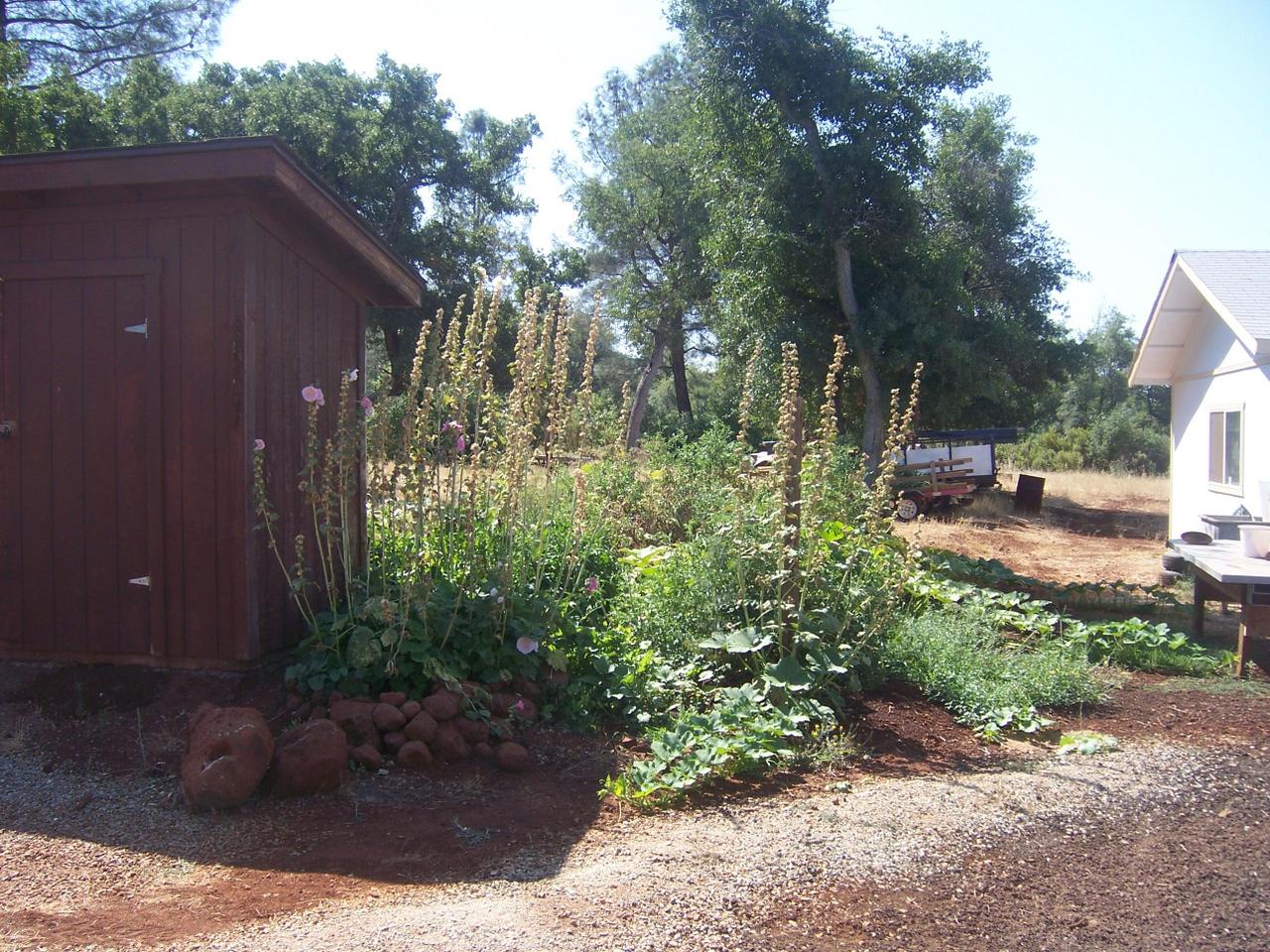 7650 Fisher Road Shingletown, CA 96088 - Photo 8 of 8 a backyard of a house with lots of green space