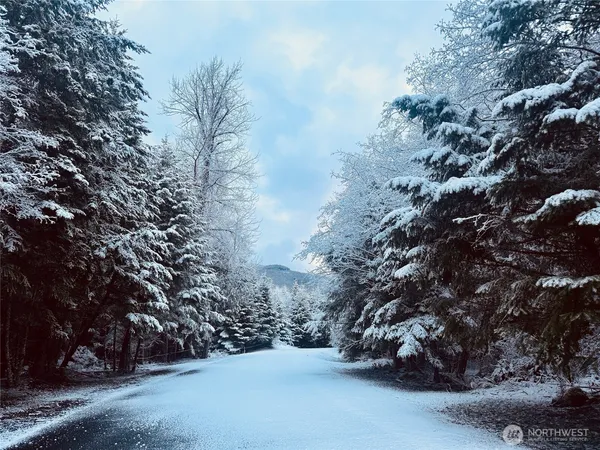 a view of a forest with trees