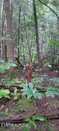 $625,000 | 150-ac 150-ac Prong Of Clear, Jamestown, TN 38556