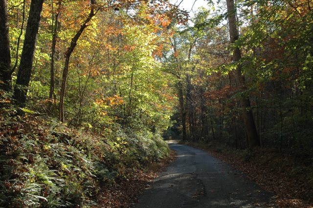 609 Turkey Ridge Road Castleton, VA 22716 - Photo 3 of 33 a view of a forest with trees in the background