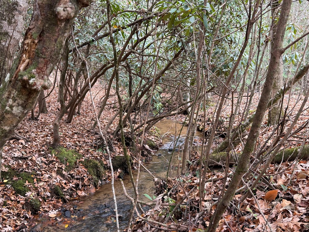 691 Mitchell Branch Road Morganton, GA 30560 - Photo 3 of 7 a view of tree