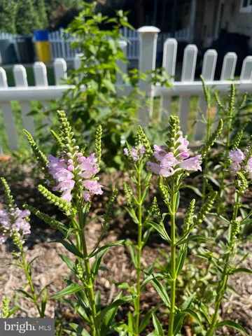 a close up of a flower in a garden