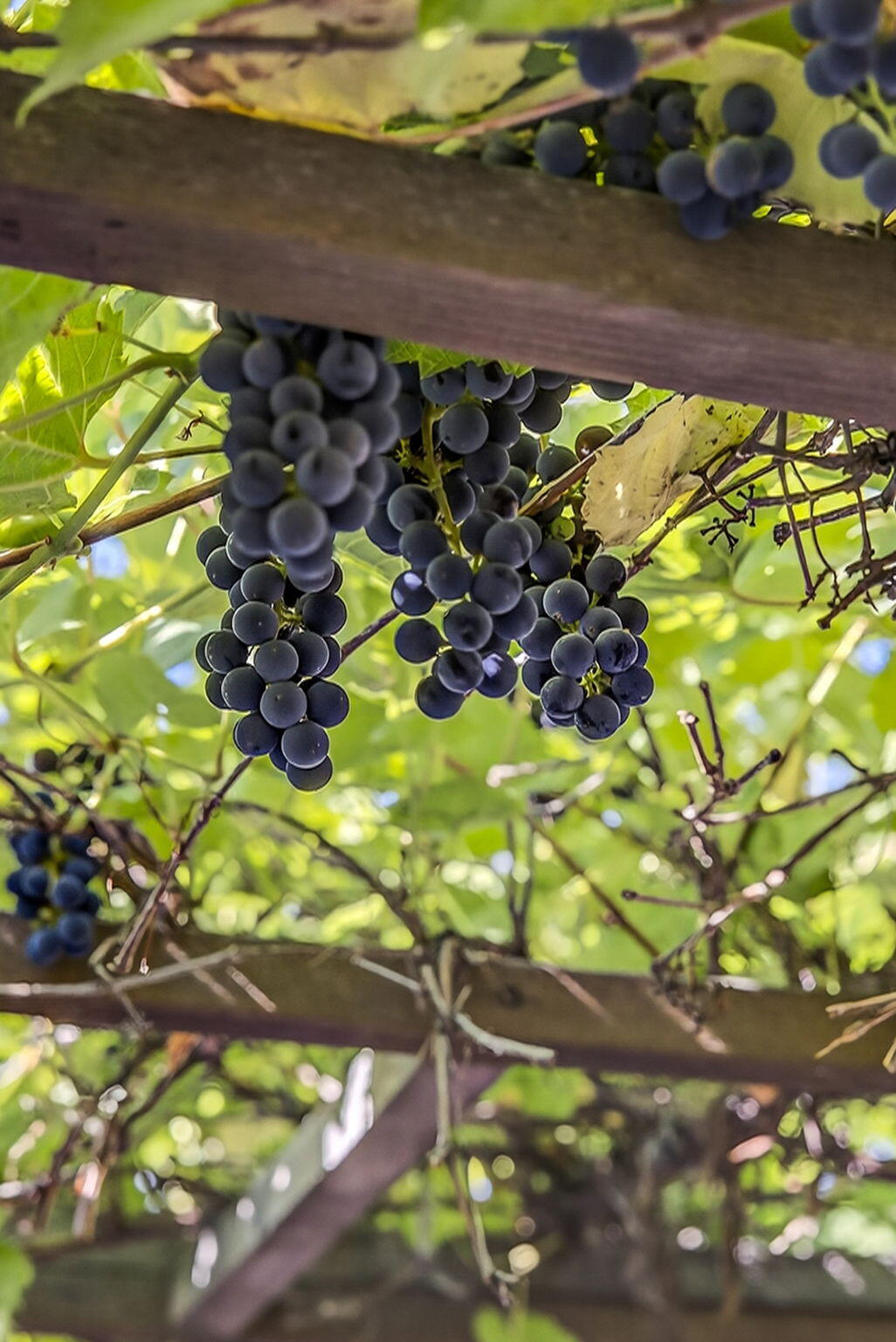951 Southeast Rancho Lane Madras, OR 97741 - Photo 23 of 48 Trelissed Grapes Over Rear Deck