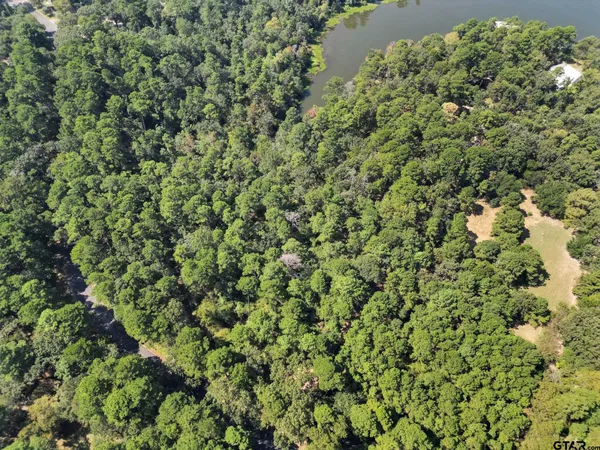 a view of a forest with trees in the background