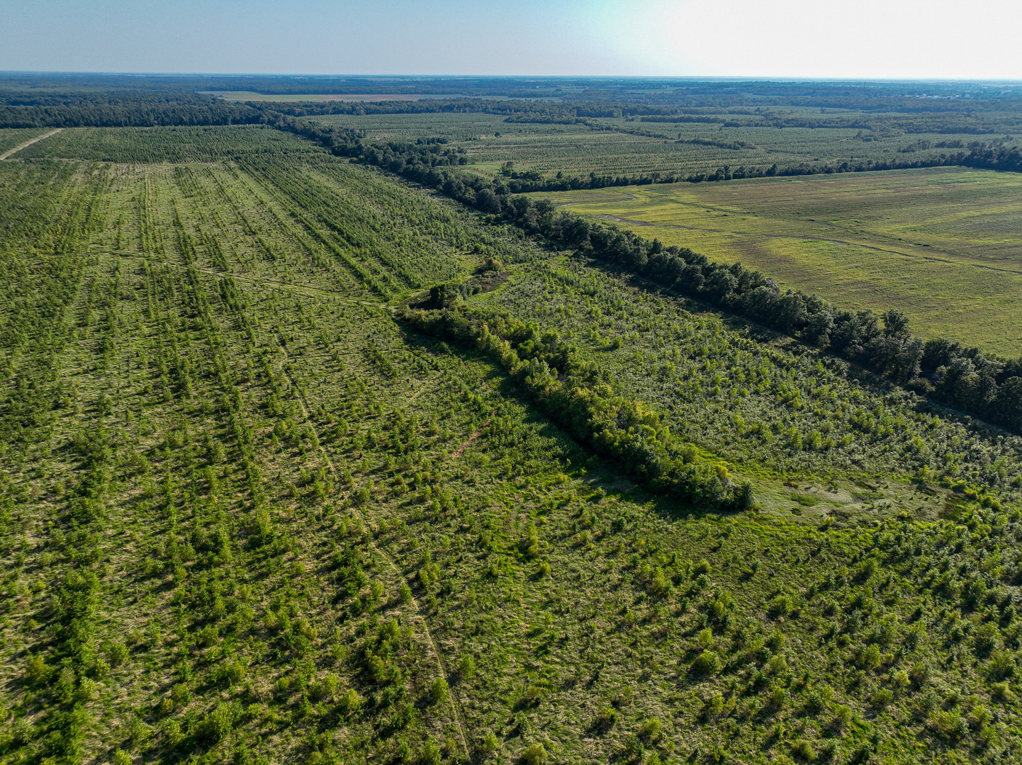 Tract 5 East Radio Tower Road Clay City, IL 62824 - Photo 17 of 30