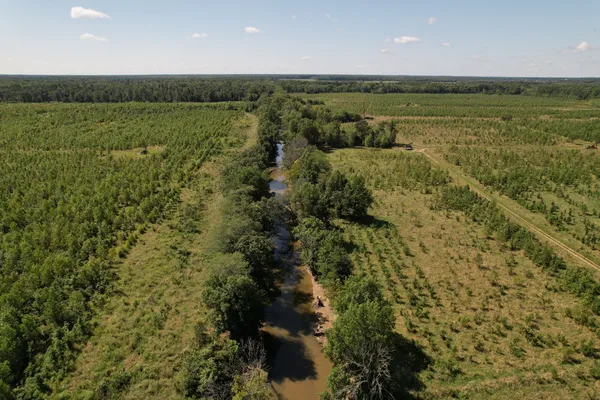 a view of a forest with trees in the background
