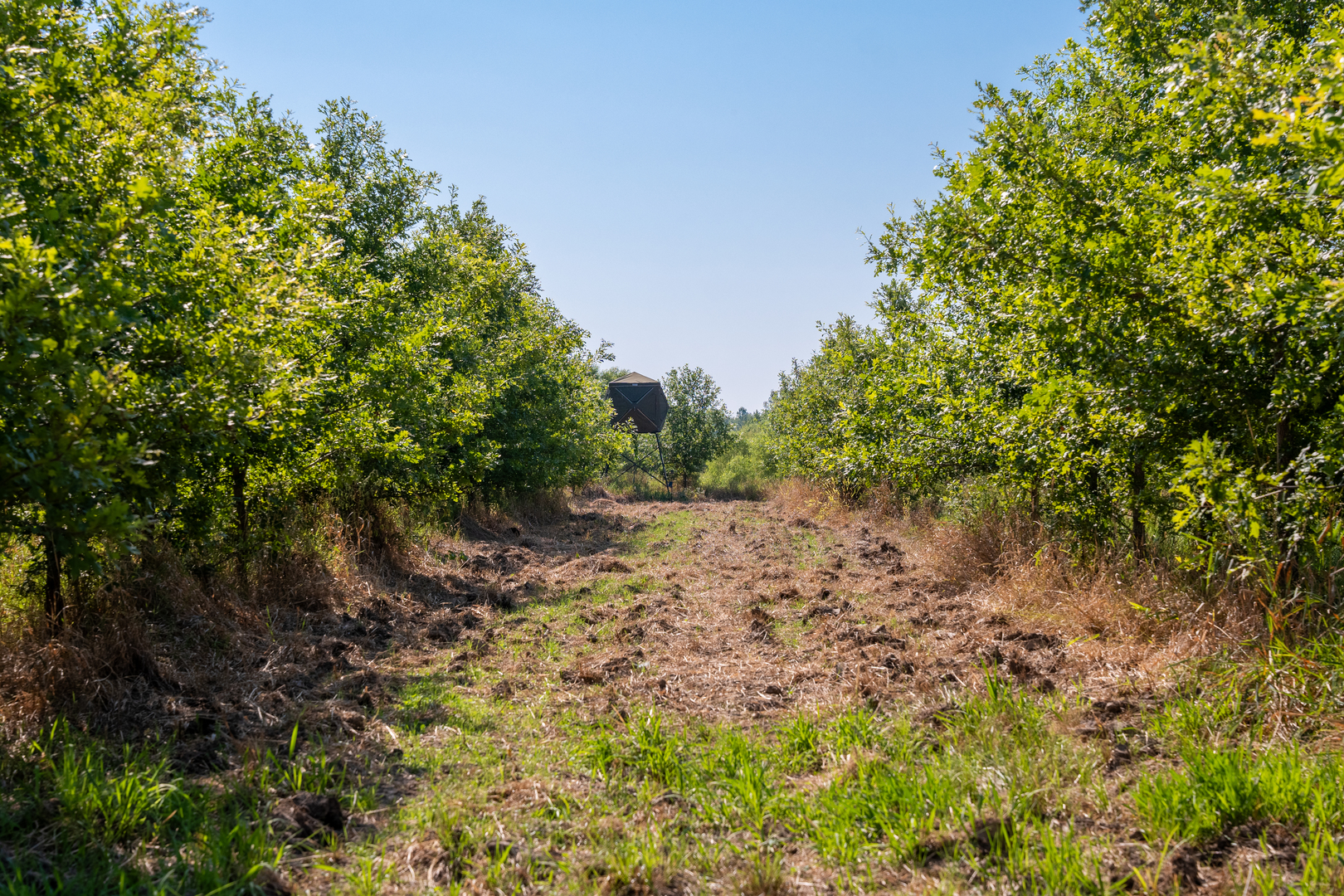 Tract 5 East Radio Tower Road Clay City, IL 62824 - Photo 27 of 30 a view of a forest with trees in the background