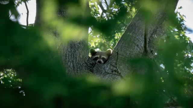 $3,307,500 | Tract 5 East Radio Tower Road, Clay City, IL 62824