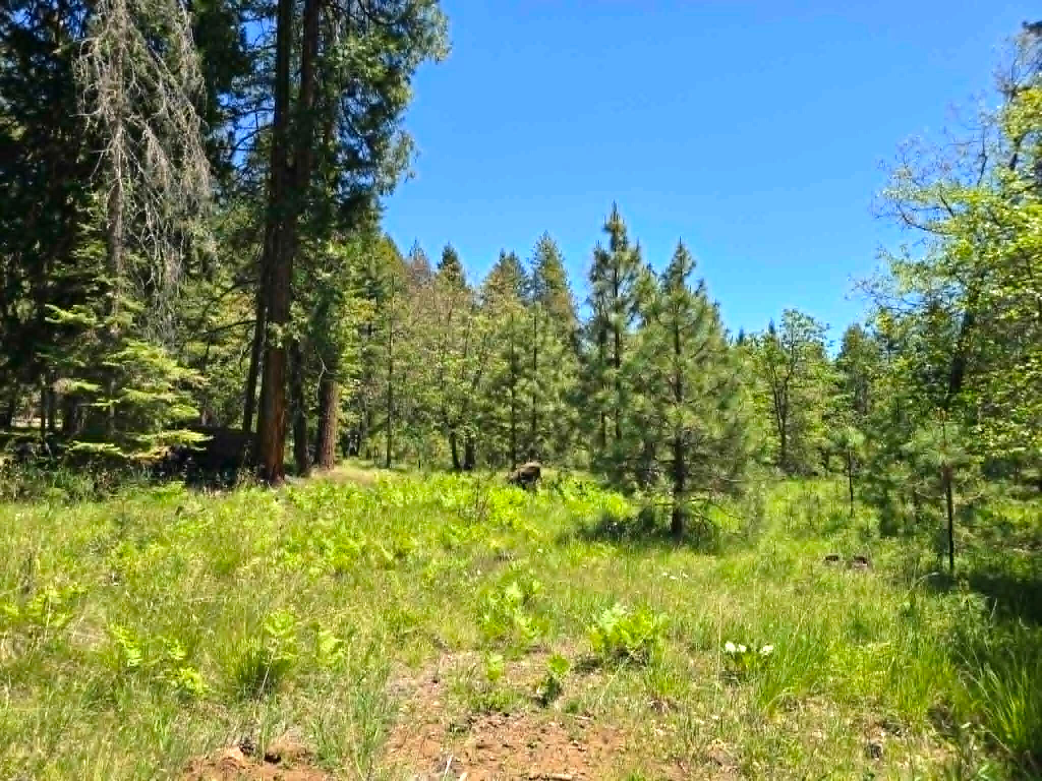 836 Ulrich Road Prospect, OR 97536 - Photo 46 of 47 a view of a garden