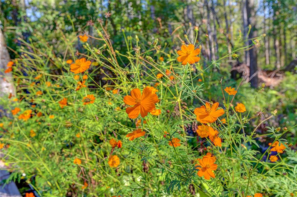 12054 Quail Ridge Drive Spring Hill, FL 34610 - Photo 50 of 64