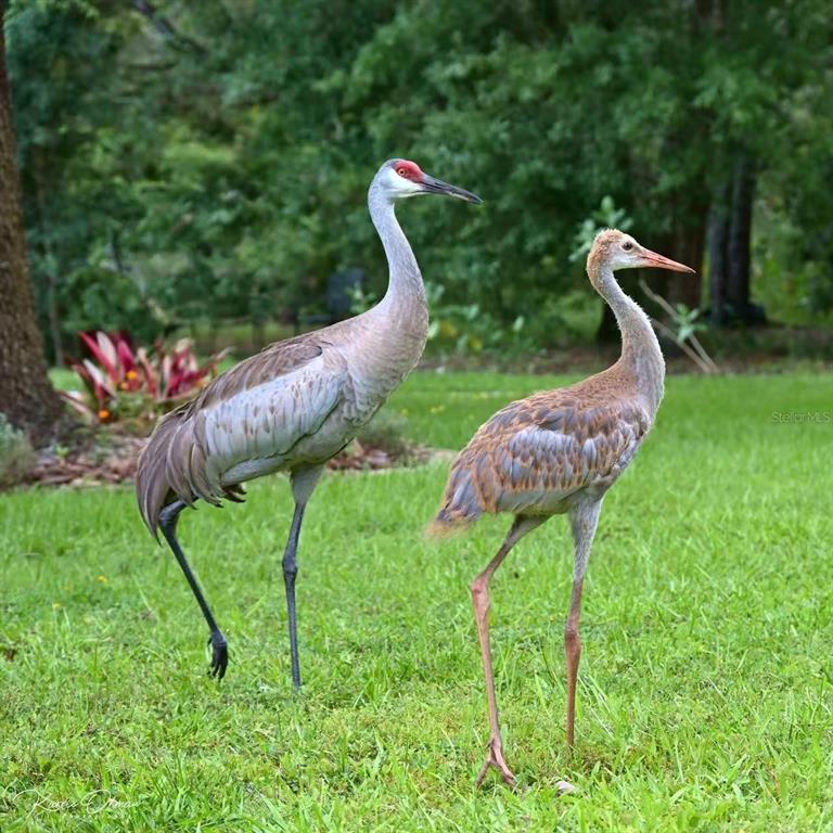 12054 Quail Ridge Drive Spring Hill, FL 34610 - Photo 53 of 64