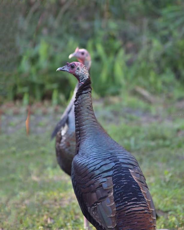 12054 Quail Ridge Drive Spring Hill, FL 34610 - Photo 54 of 64