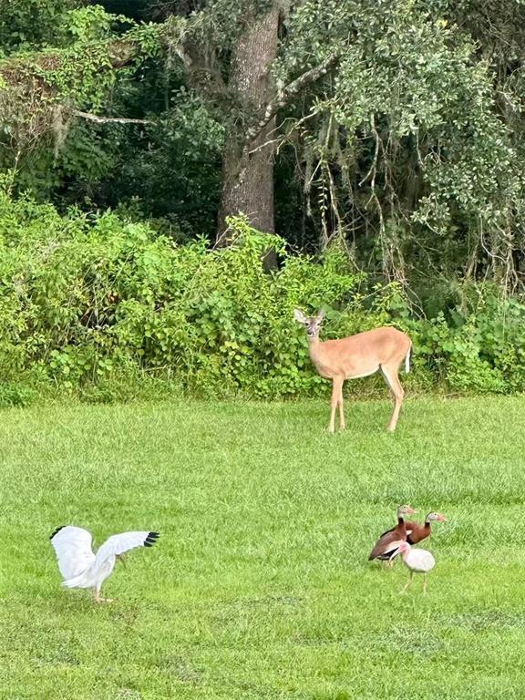12054 Quail Ridge Drive Spring Hill, FL 34610 - Photo 56 of 64
