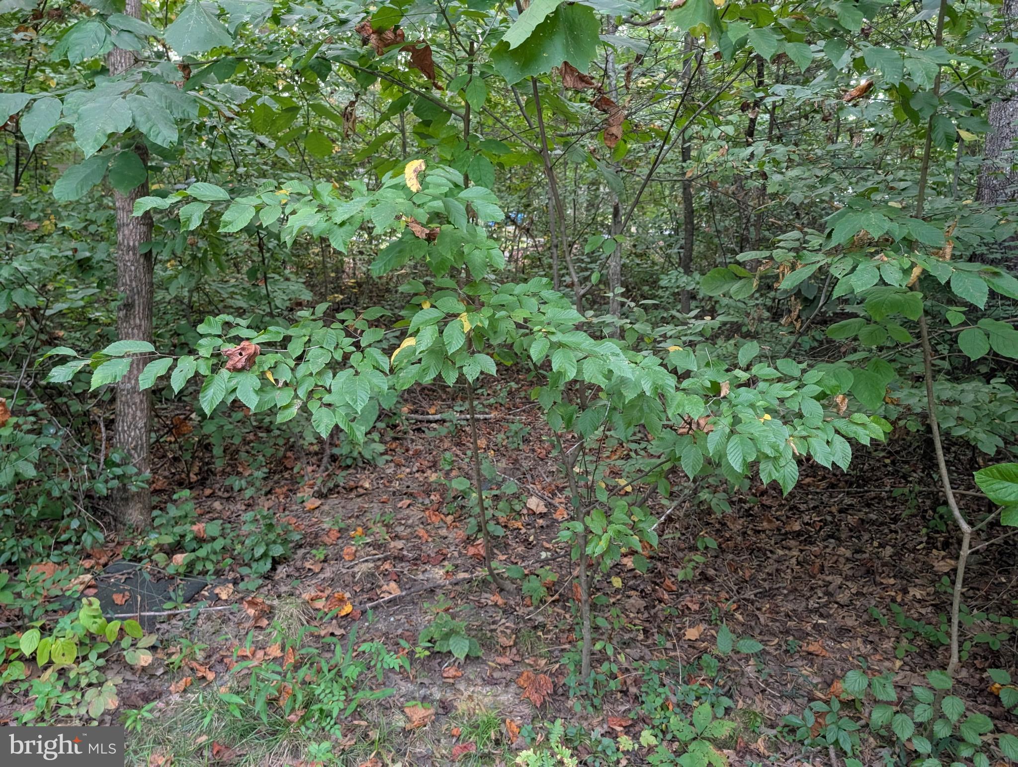 203 Battlefield Road Locust Grove, VA 22508 - Photo 3 of 13 VIEW OF 203 BATTLEFIELD LOT
