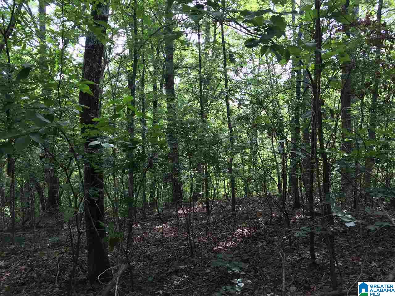 40-acres Sitton Road, Unit 40 ACRES Hayden, AL 35079 - Photo 6 of 11