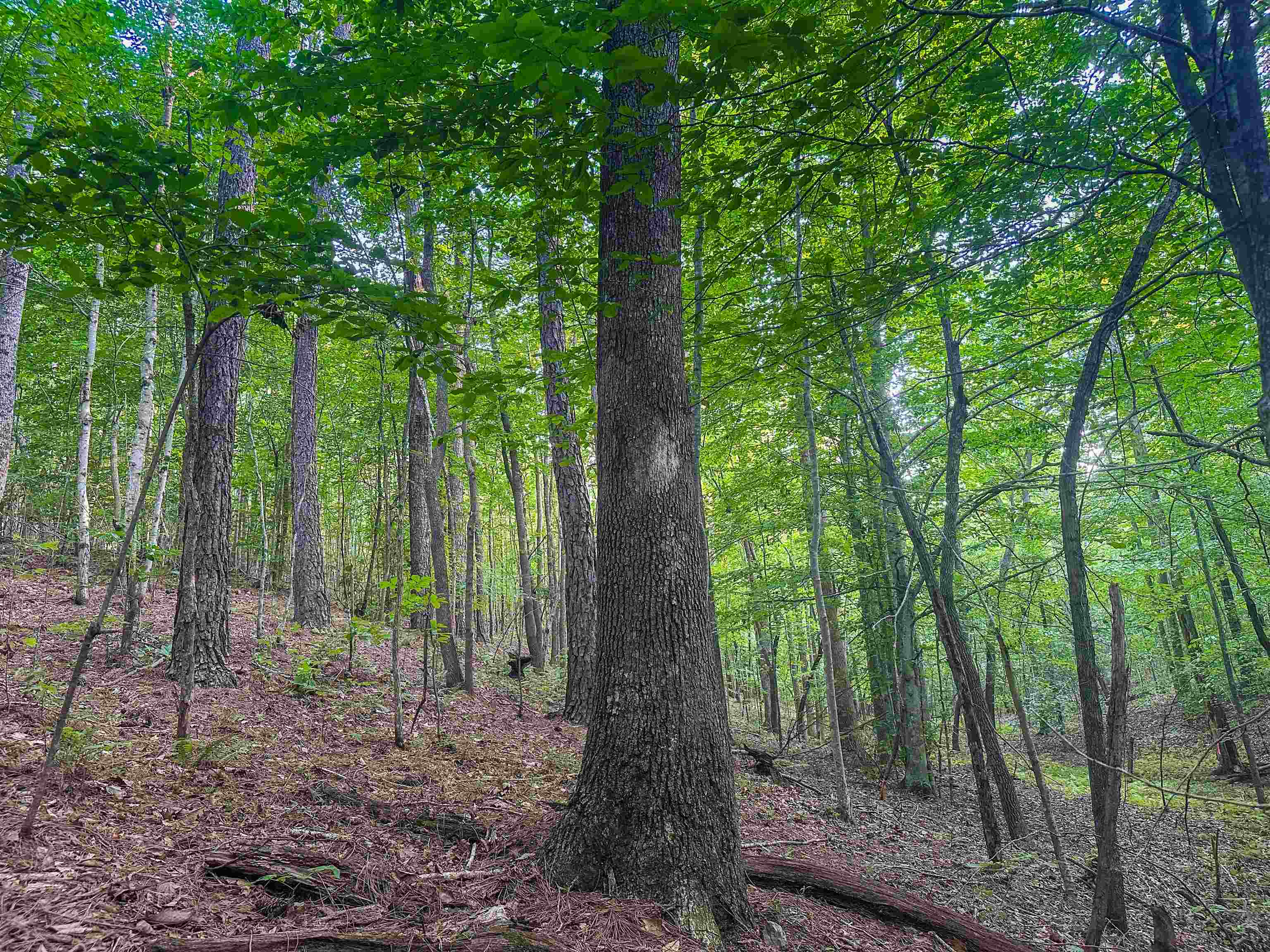 0 Mountain Cut Road Appomattox, VA 24522 - Photo 49 of 55 Gallery Image 49