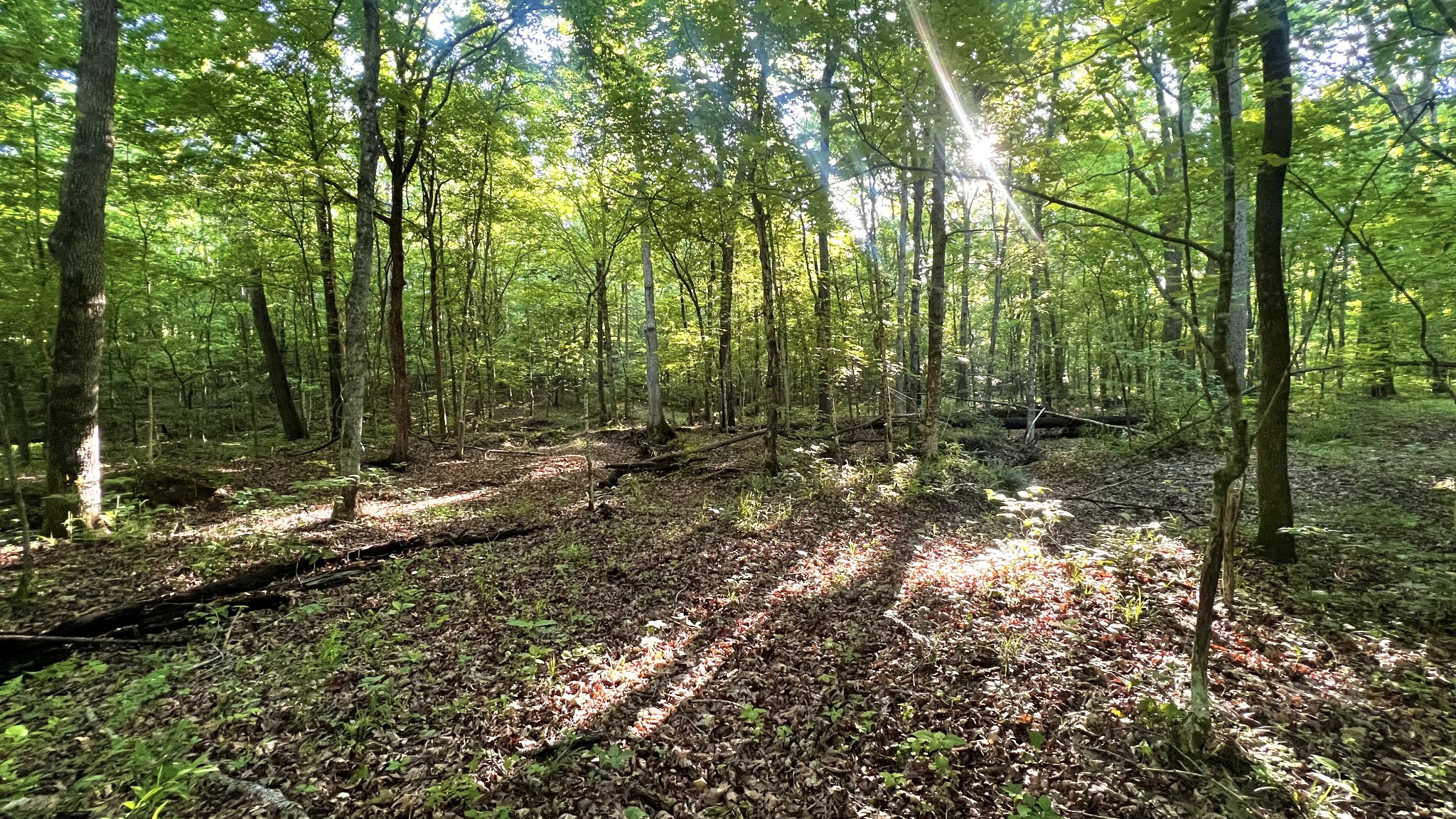 0 Seven 7 Mile Ridge Road Indian Mound, TN 37079 - Photo 26 of 27