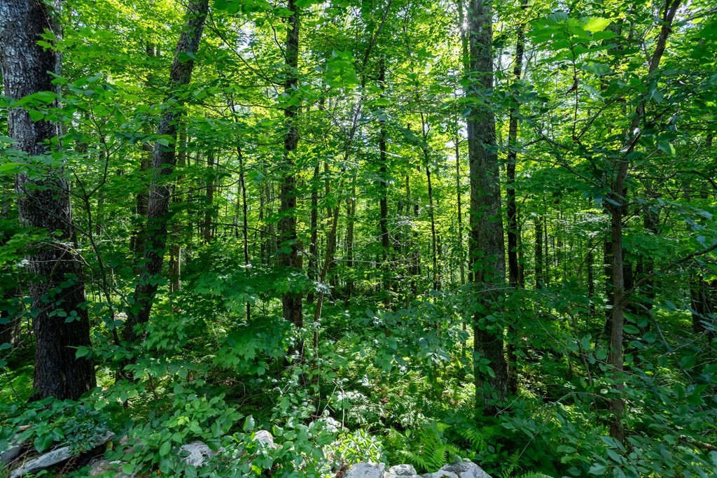 Lot 1 Petersham Road Hardwick, MA 01037 - Photo 13 of 40 Gallery Image 13