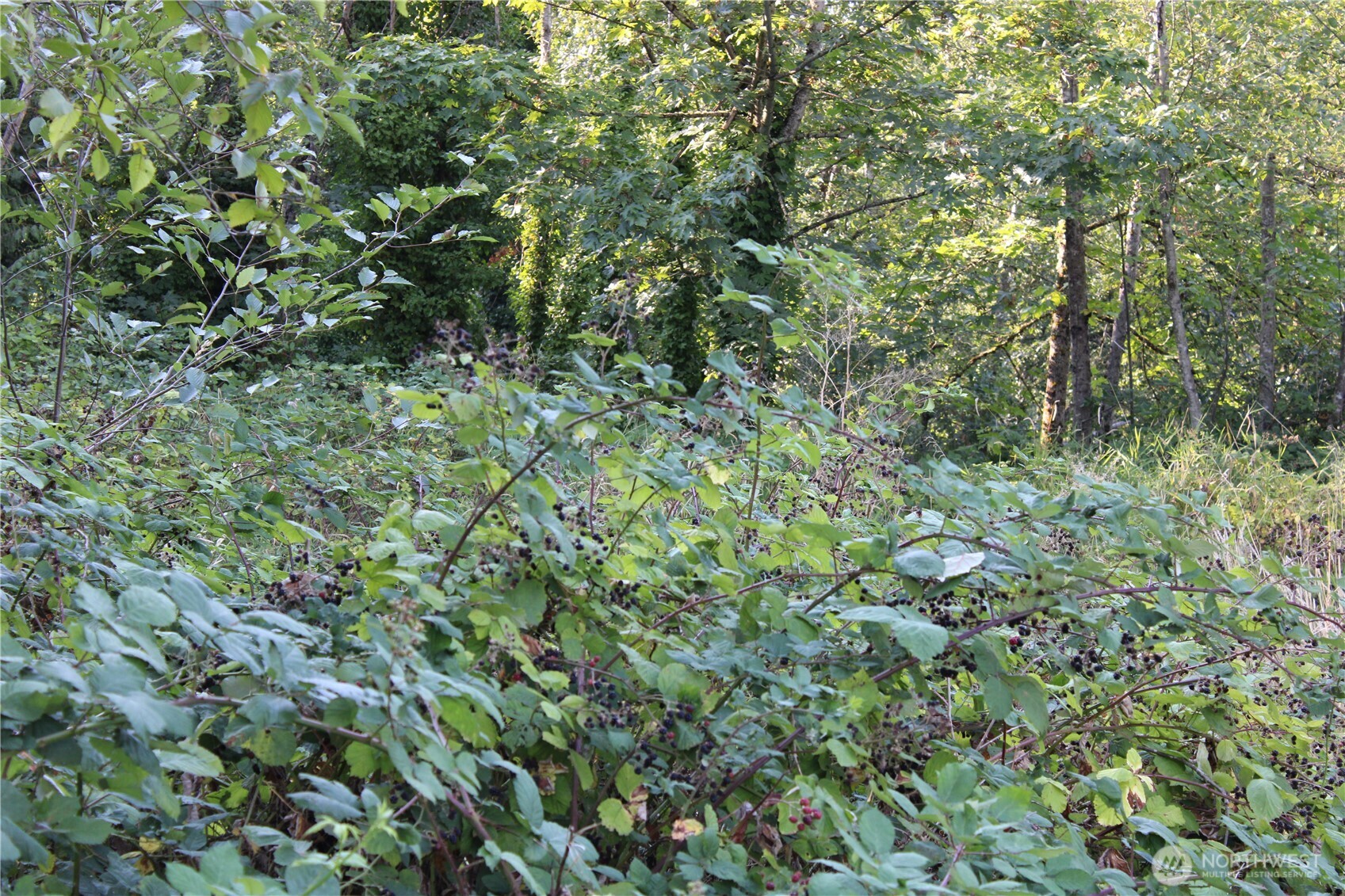 17227 1st Avenue South Burien, WA 98166 - Photo 3 of 13