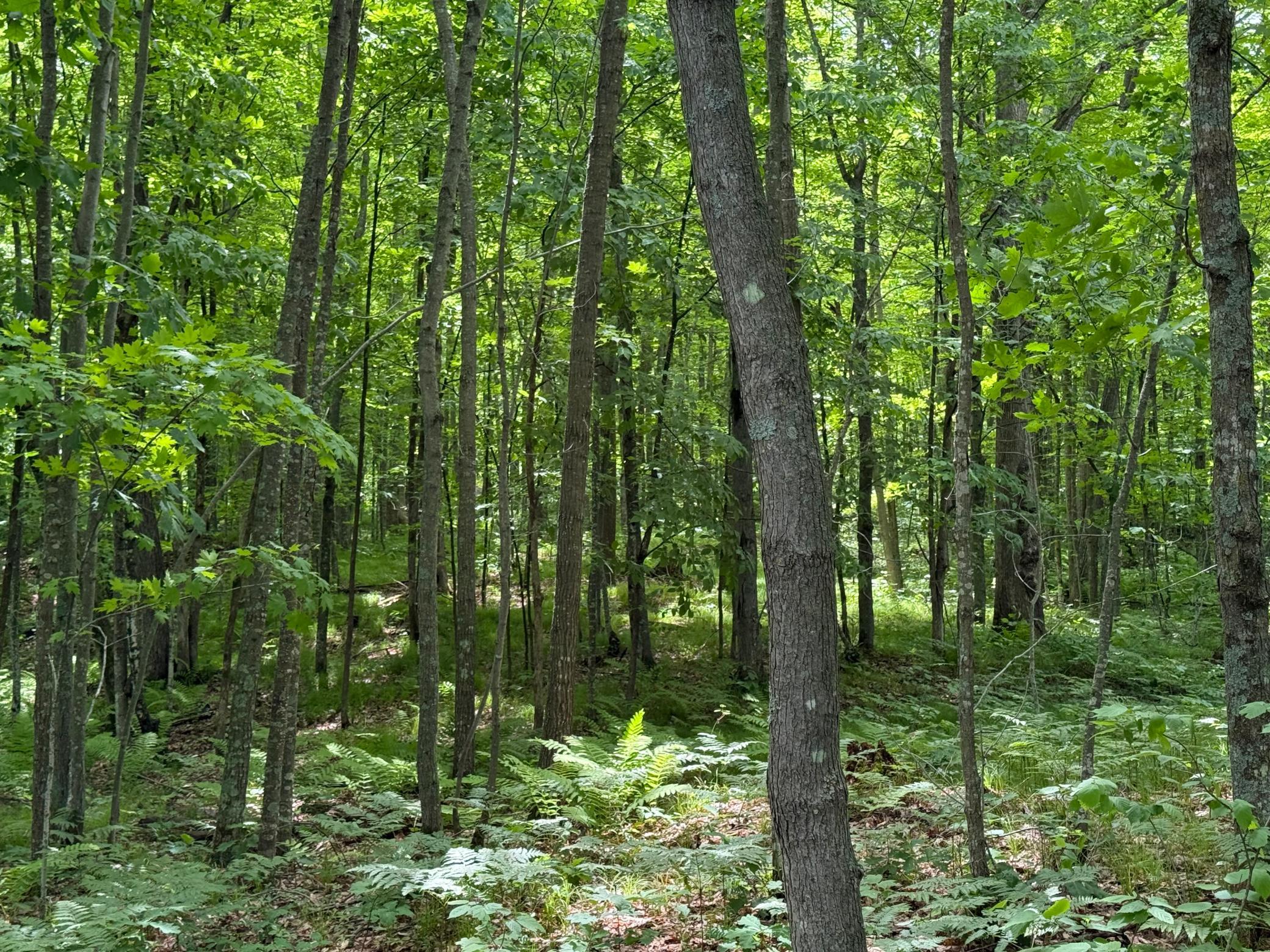N1785 Leaman Lake Road Shell Lake, WI 54871 - Photo 59 of 63