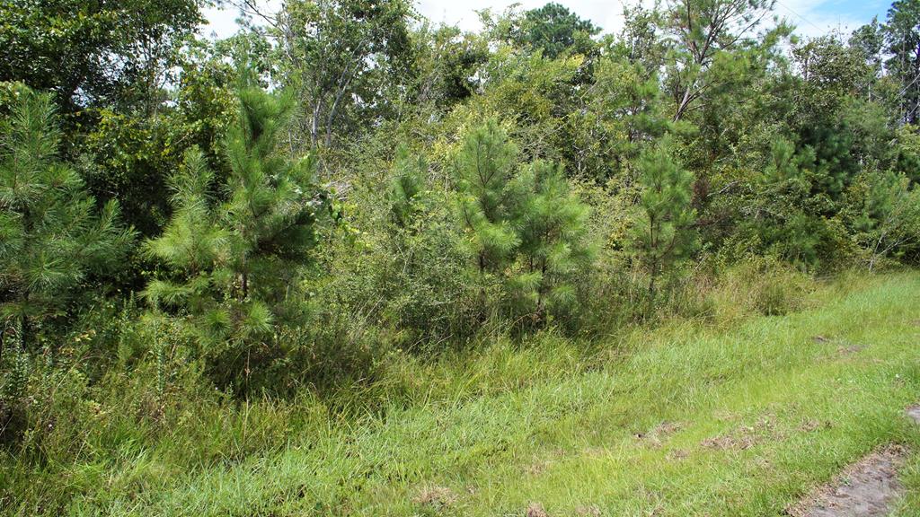 6637 Ganley Road Wewahitchka, FL 32465 - Photo 5 of 6