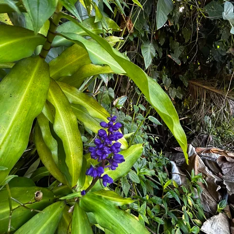 $32,000 | 24 Opae Street, Pahoa, HI 96778