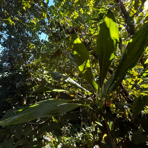 $32,000 | 24 Opae Street, Pahoa, HI 96778