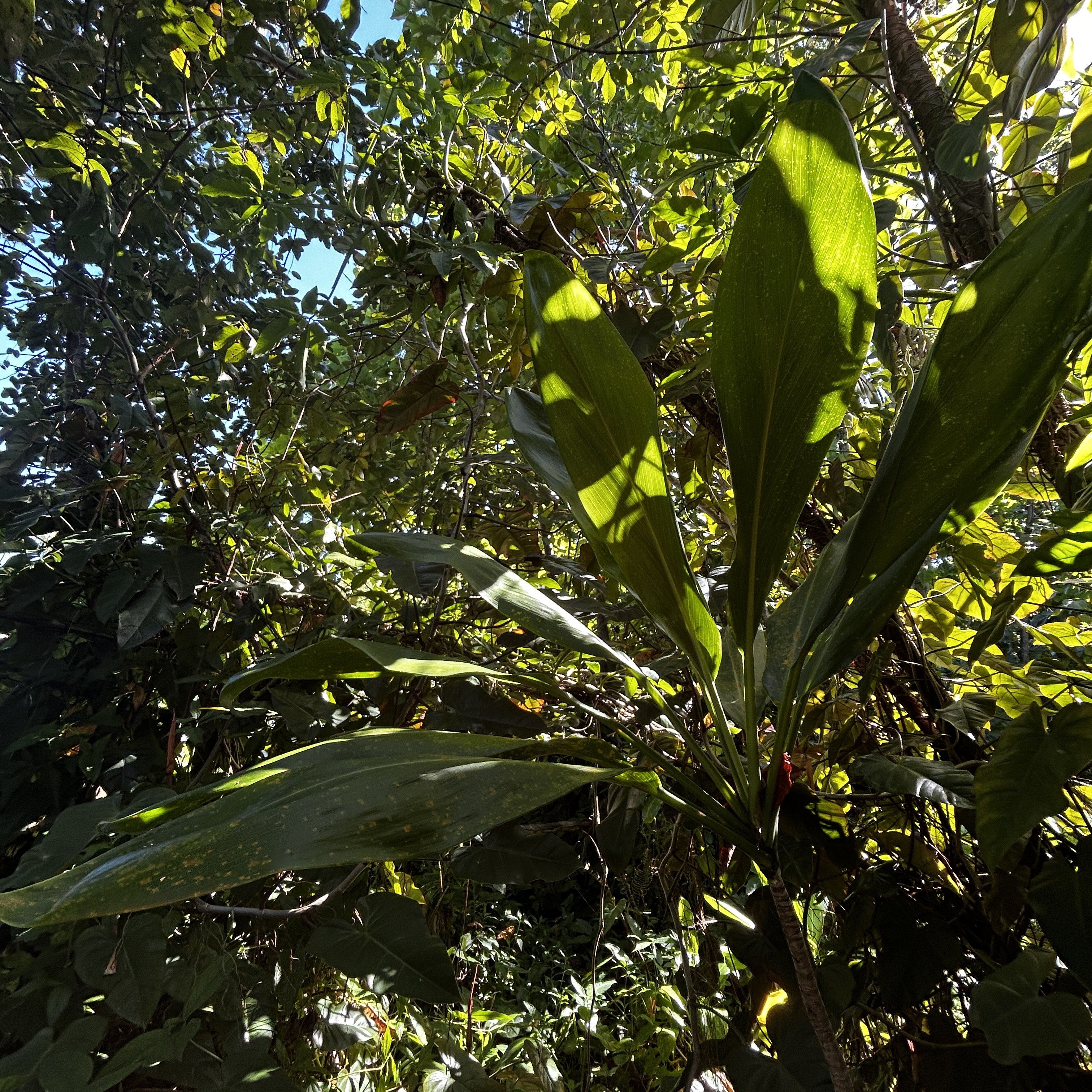 24 Opae Street Pahoa, HI 96778 - Photo 12 of 12
