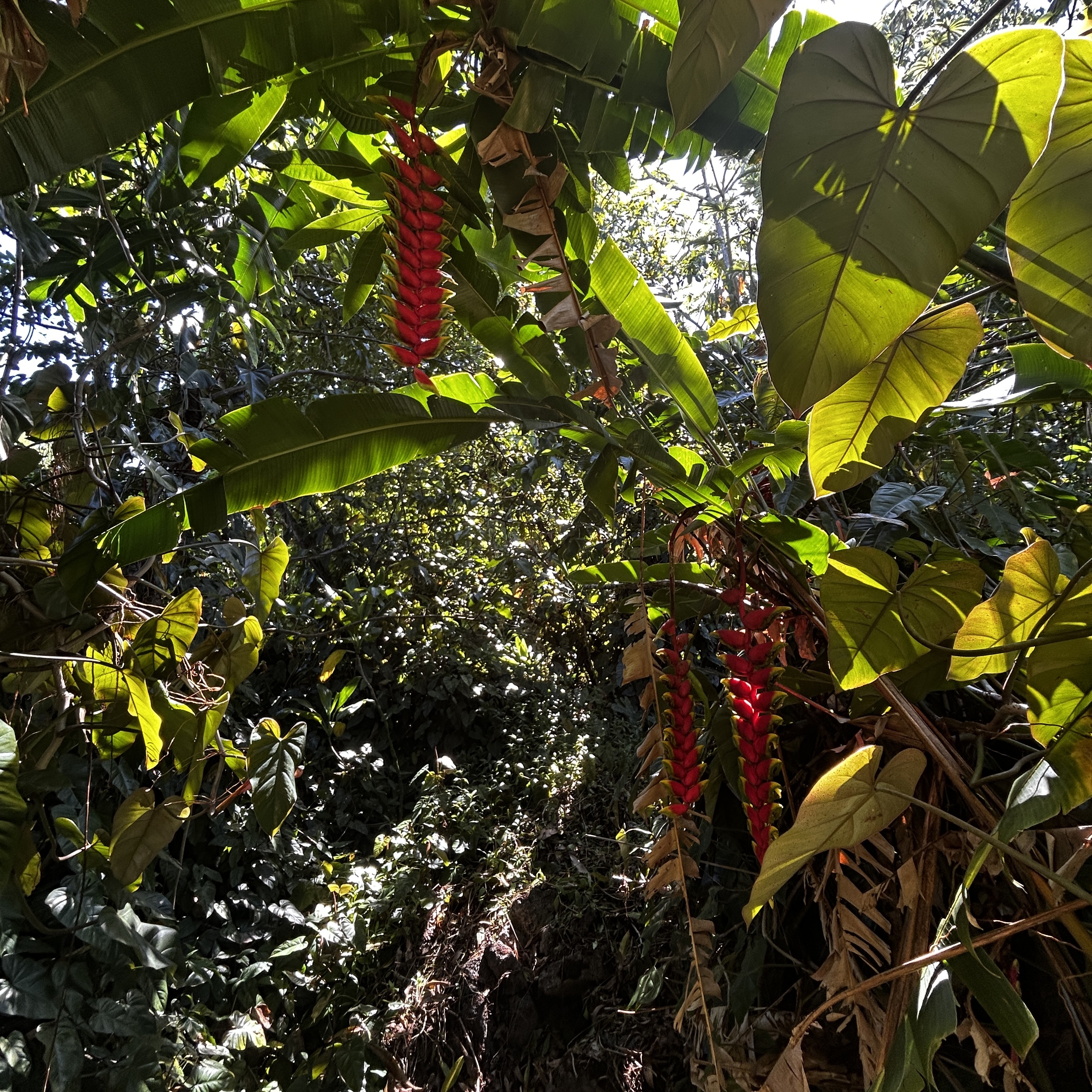 24 Opae Street Pahoa, HI 96778 - Photo 3 of 12