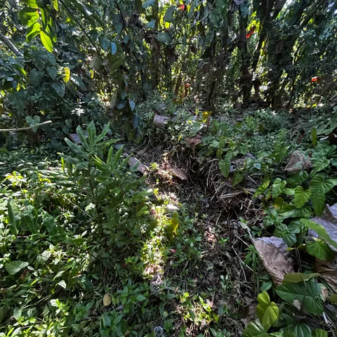 $32,000 | 24 Opae Street, Pahoa, HI 96778