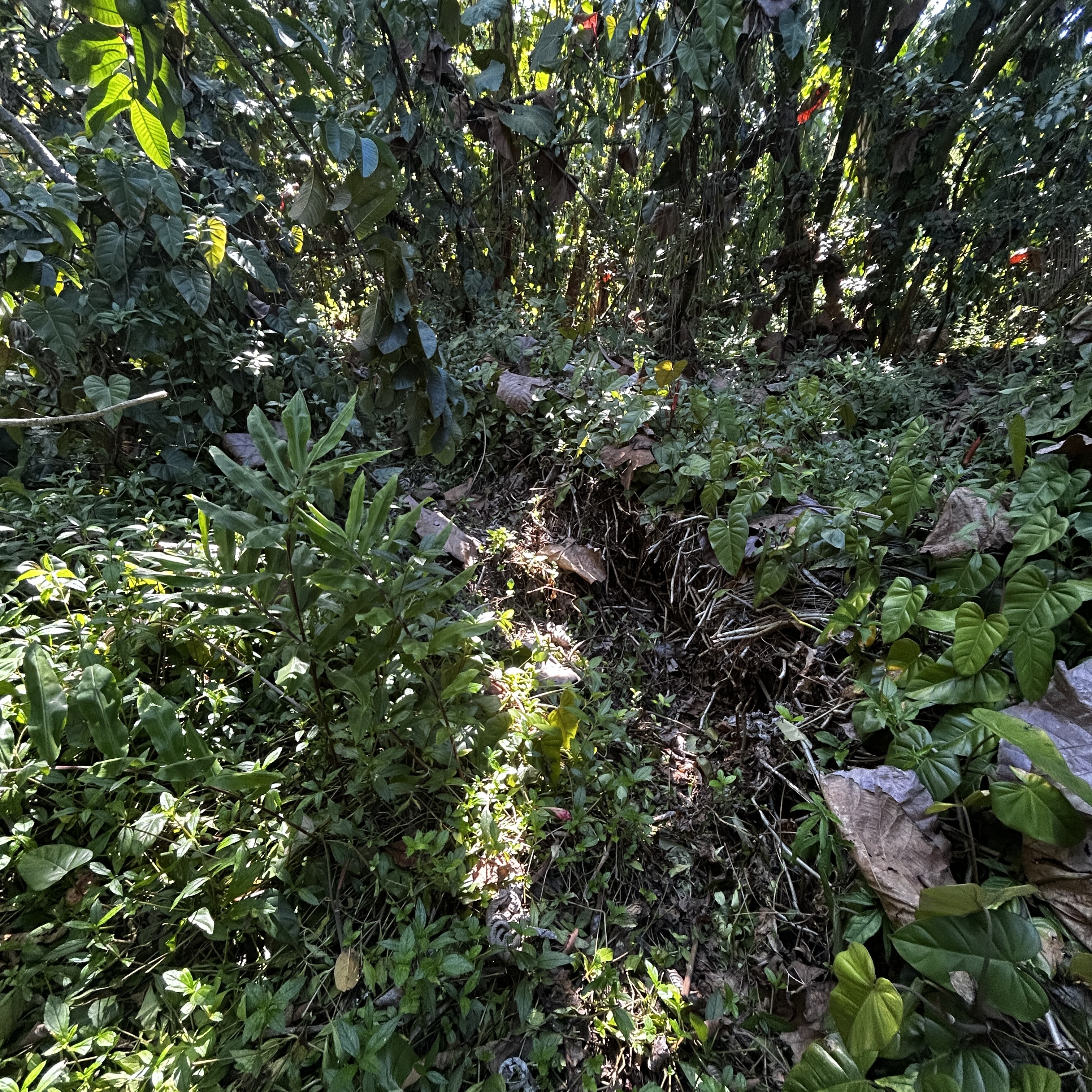 24 Opae Street Pahoa, HI 96778 - Photo 4 of 12