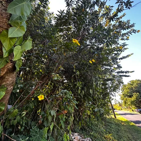 $32,000 | 24 Opae Street, Pahoa, HI 96778