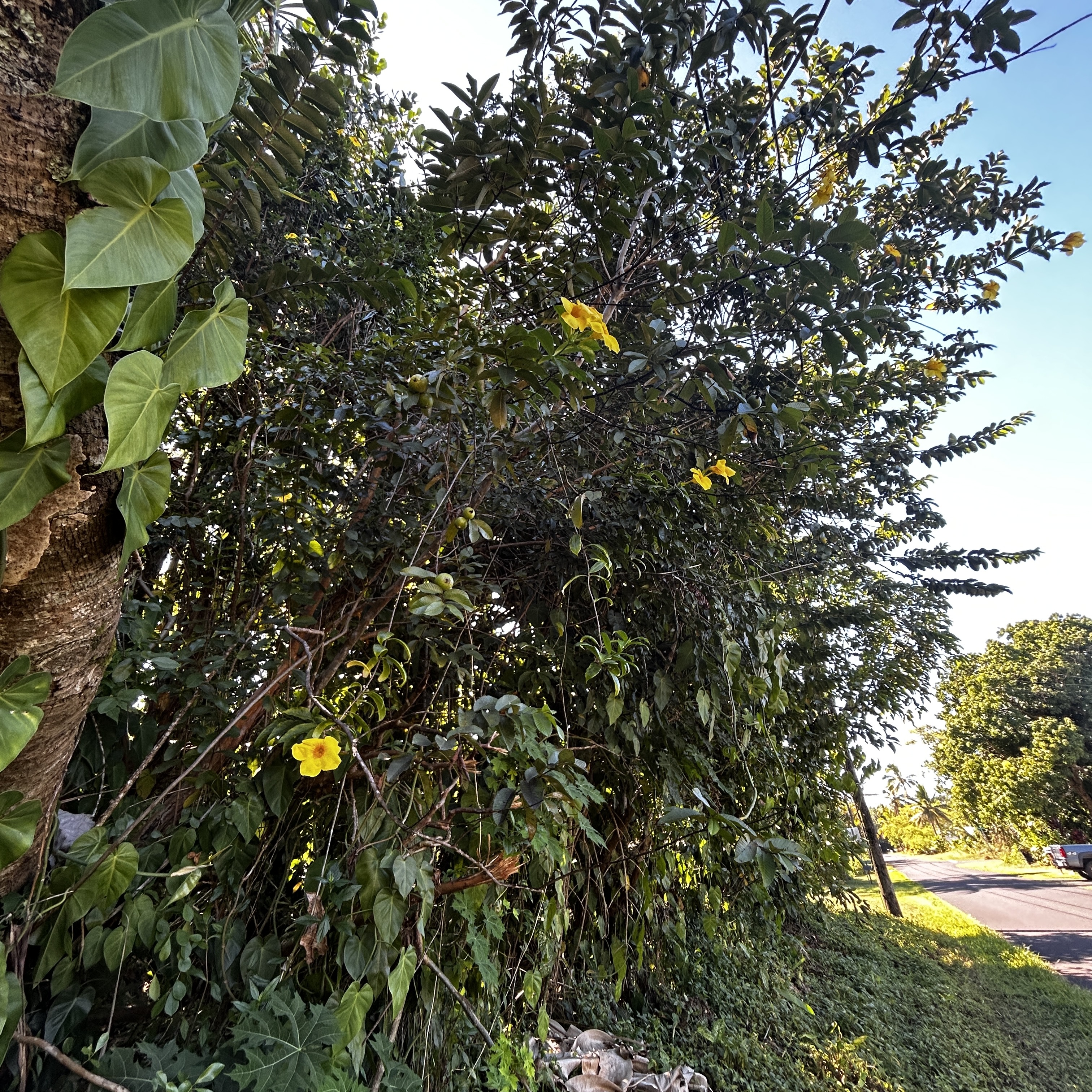 24 Opae Street Pahoa, HI 96778 - Photo 7 of 12