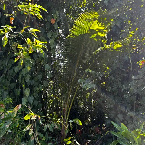 $32,000 | 24 Opae Street, Pahoa, HI 96778