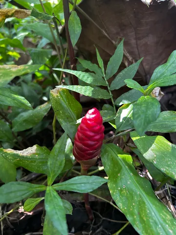 $32,000 | 24 Opae Street, Pahoa, HI 96778