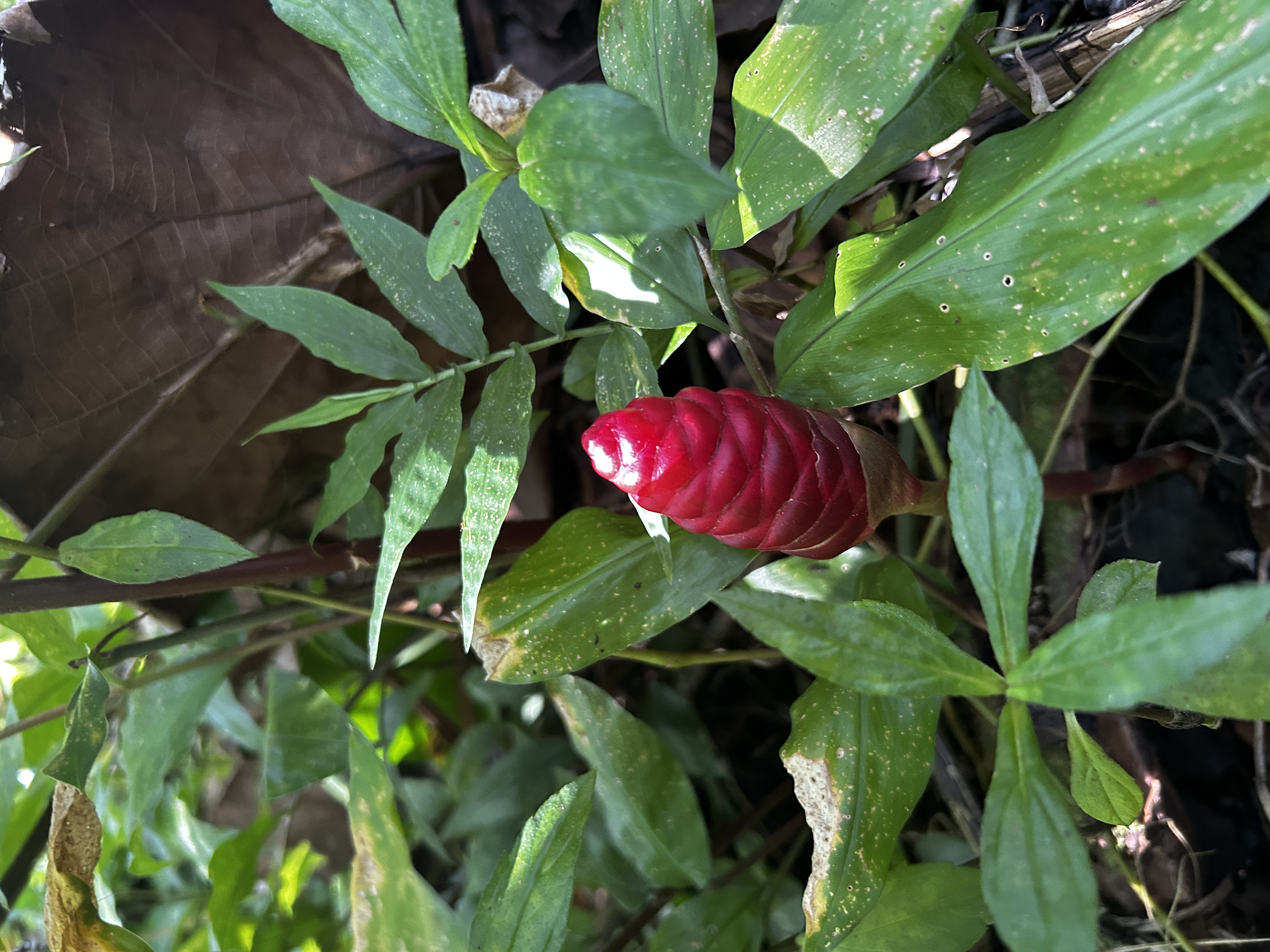 24 Opae Street Pahoa, HI 96778 - Photo 9 of 12