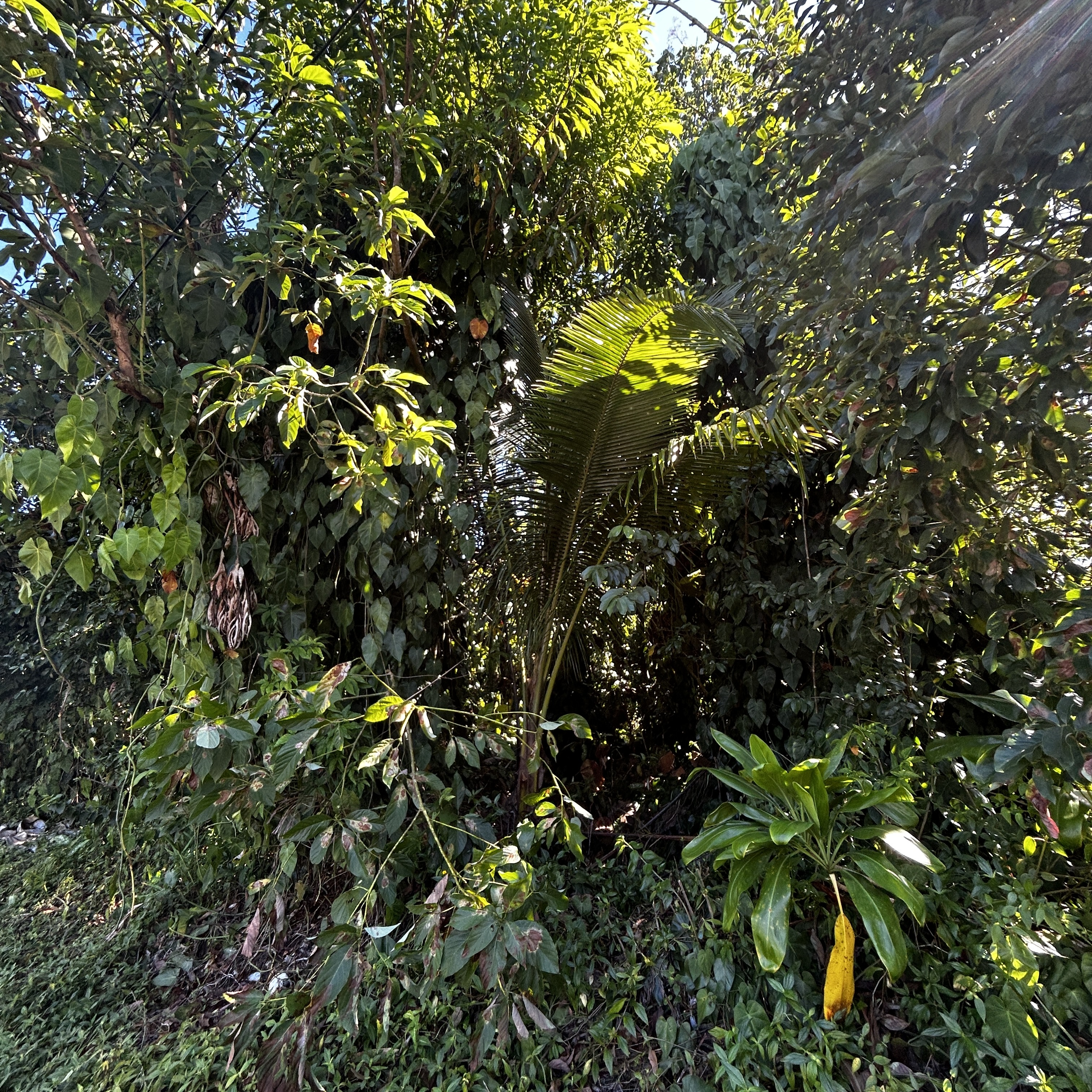 24 Opae Street Pahoa, HI 96778 - Photo 10 of 12