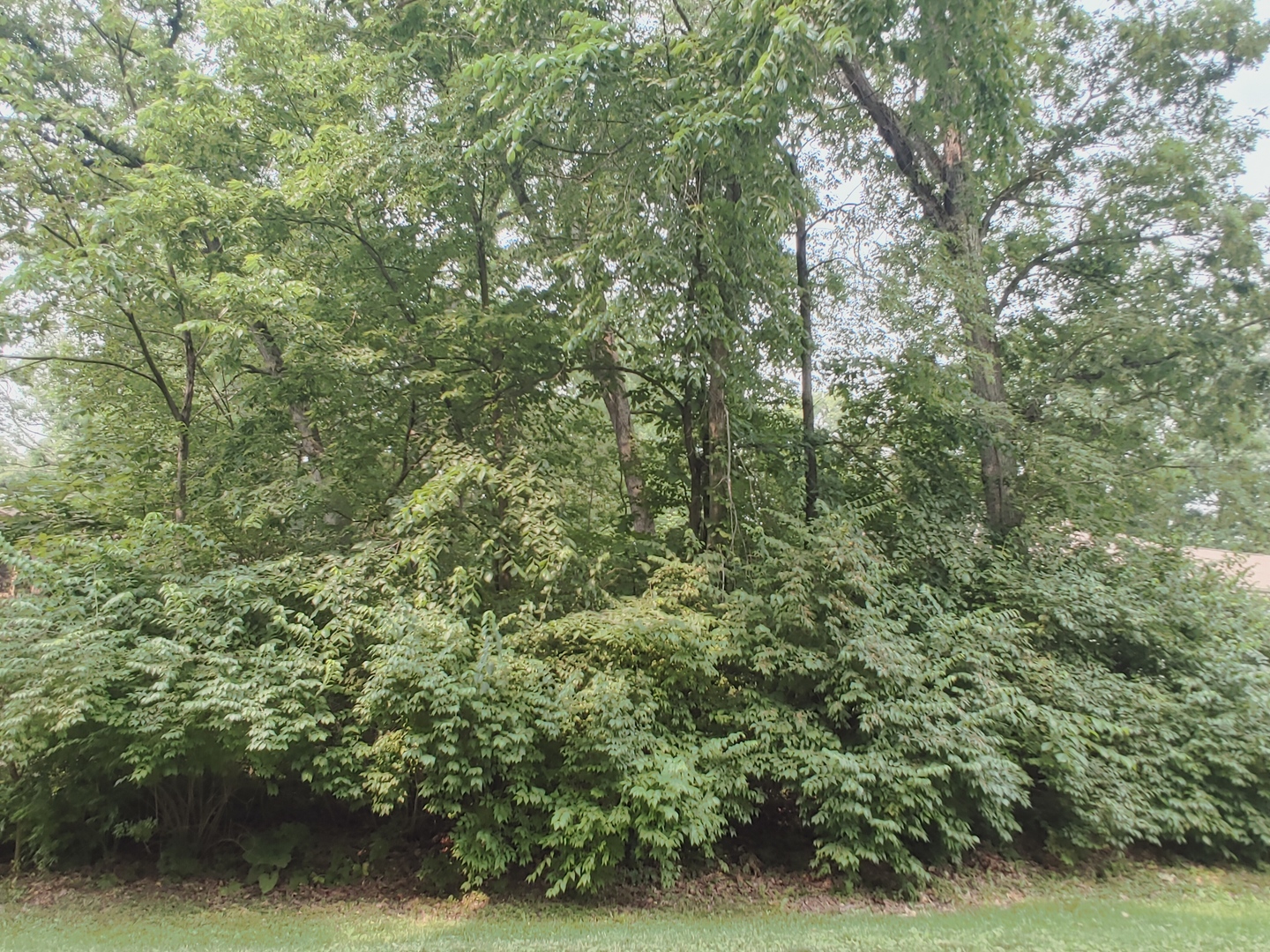 327 Rochester Road Northeast Poplar Grove, IL 61065 - Photo 3 of 20 a view of a lush green forest