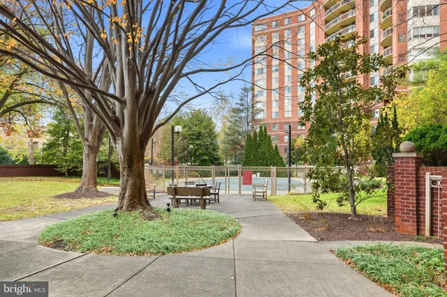a park view with large trees