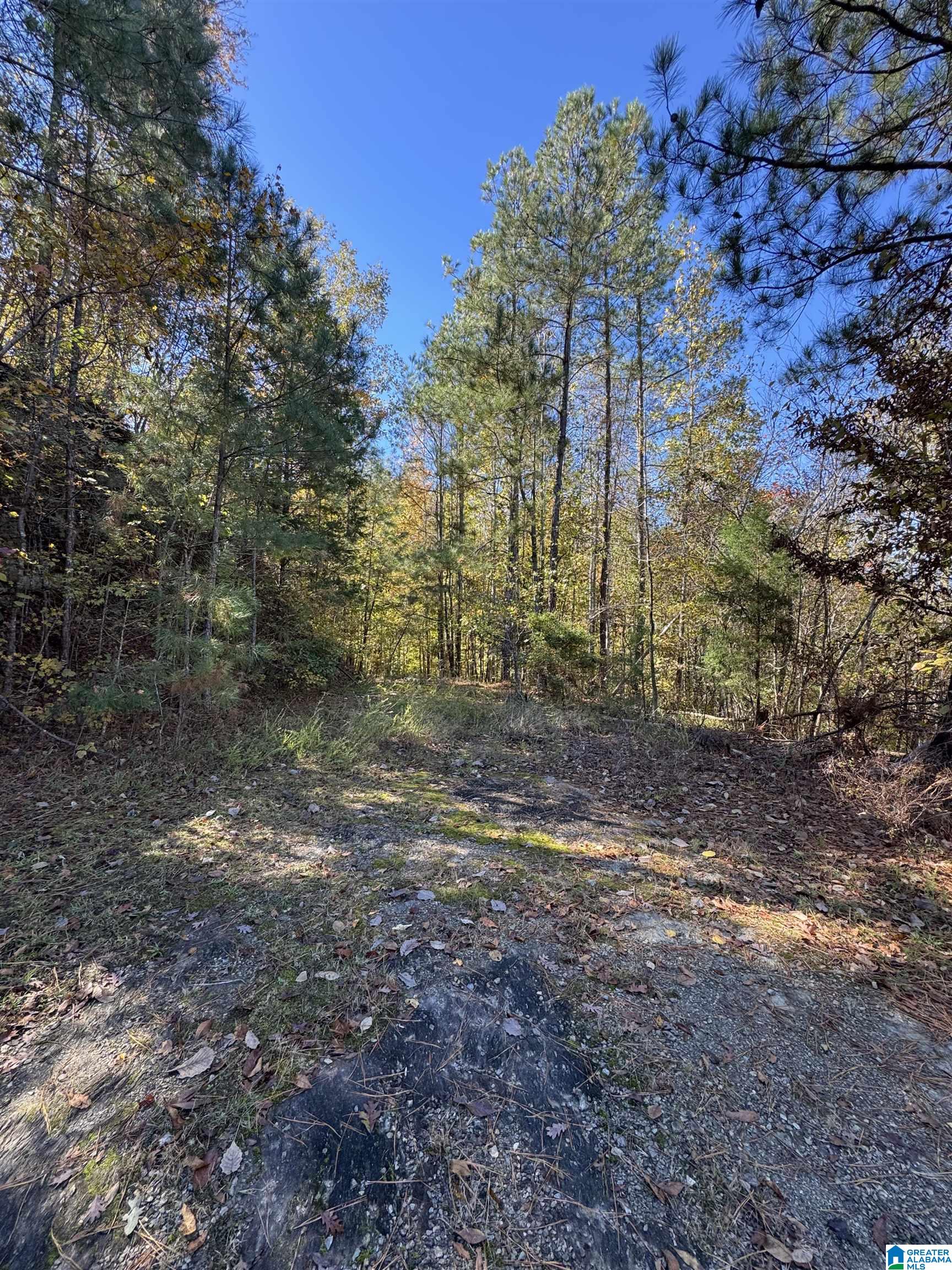 261 County Road Clanton, AL 35046 - Photo 7 of 8