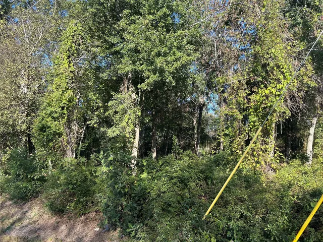 a view of a forest with a tree