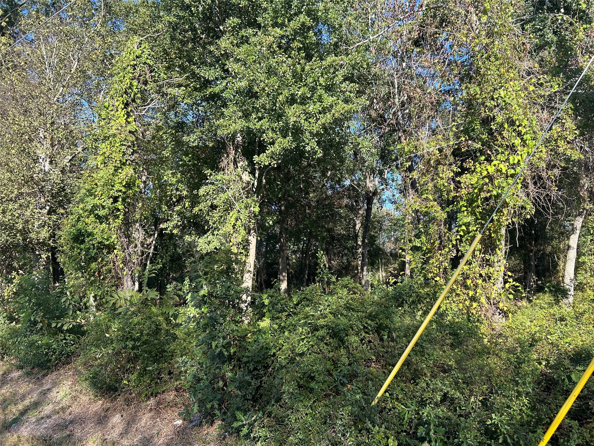 0 Wells Spring, TX 77373 - Photo 7 of 9 a view of a forest with a tree
