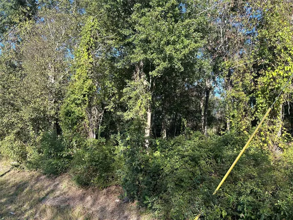 a view of a yard with plants