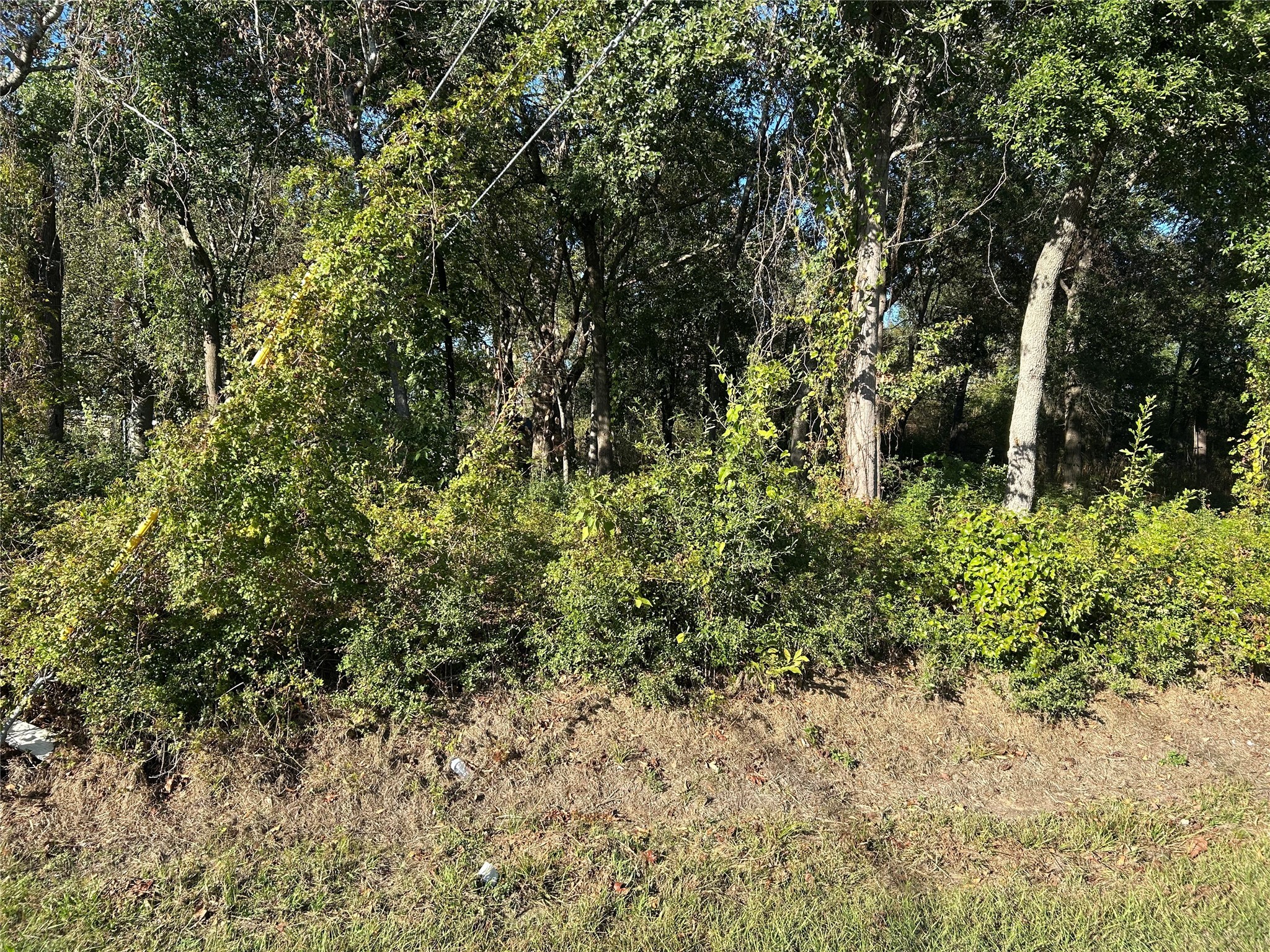 0 Wells Spring, TX 77373 - Photo 9 of 9 a view of a yard with plants