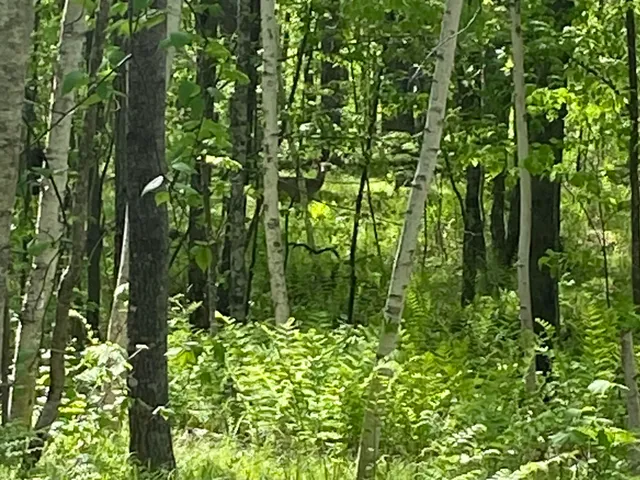 $99,900 | 16245 Highway 27, Hayward, WI 54843