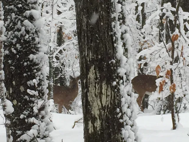 $99,900 | 16245 Highway 27, Hayward, WI 54843