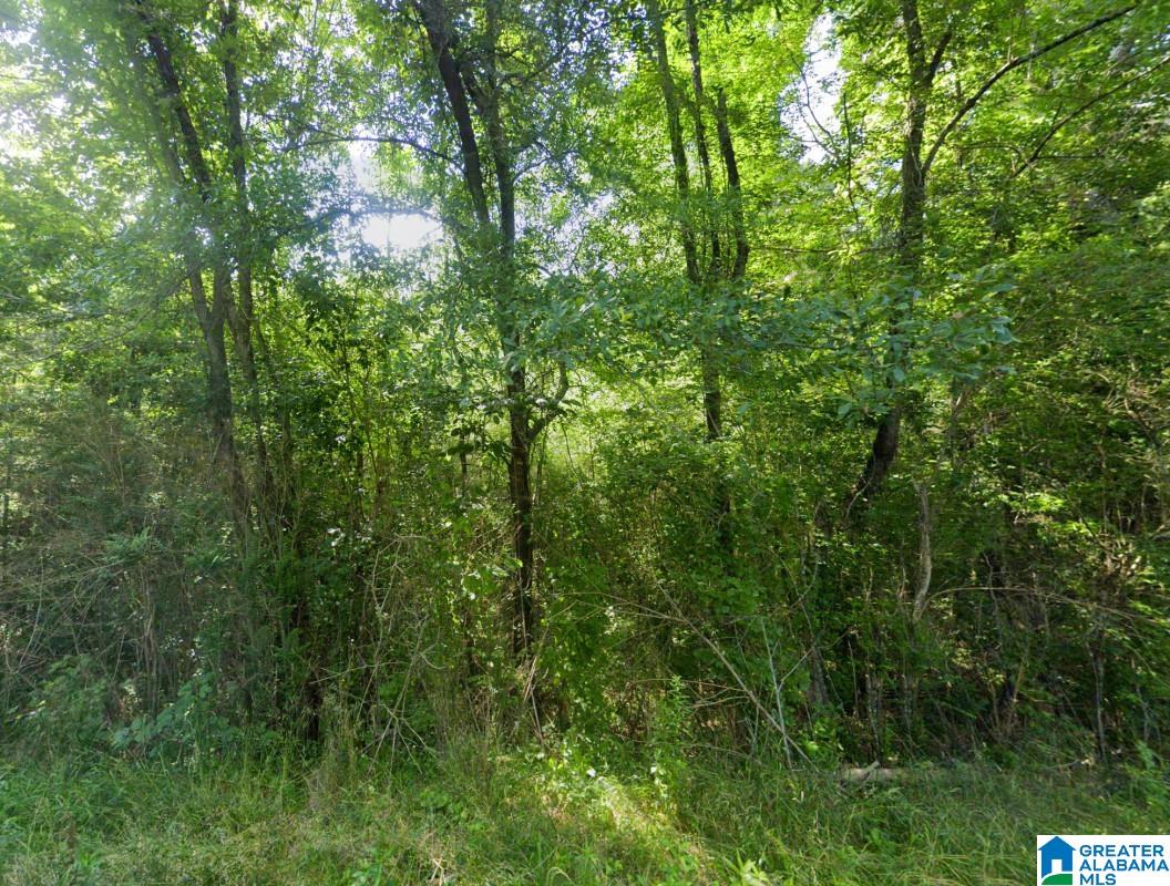 0 Old Tuscaloosa Road Jasper, AL 35501 - Photo 3 of 12