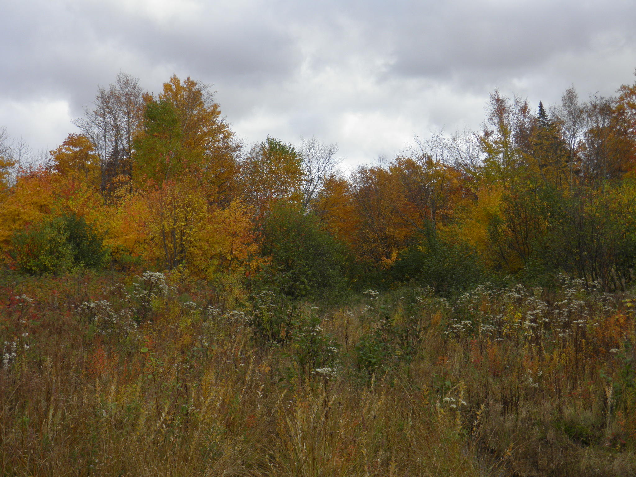 Lot 24 Currie Rd Mount Mount Chase, ME 04765 - Photo 22 of 24 PA130699