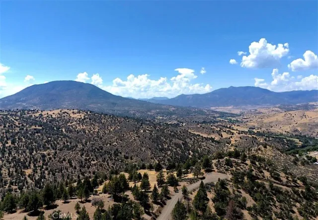 a view of a forest with trees